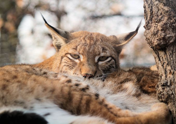 Eurasian lynx: how our computer model highlighted the best site for  restoring this wild cat to Scotland