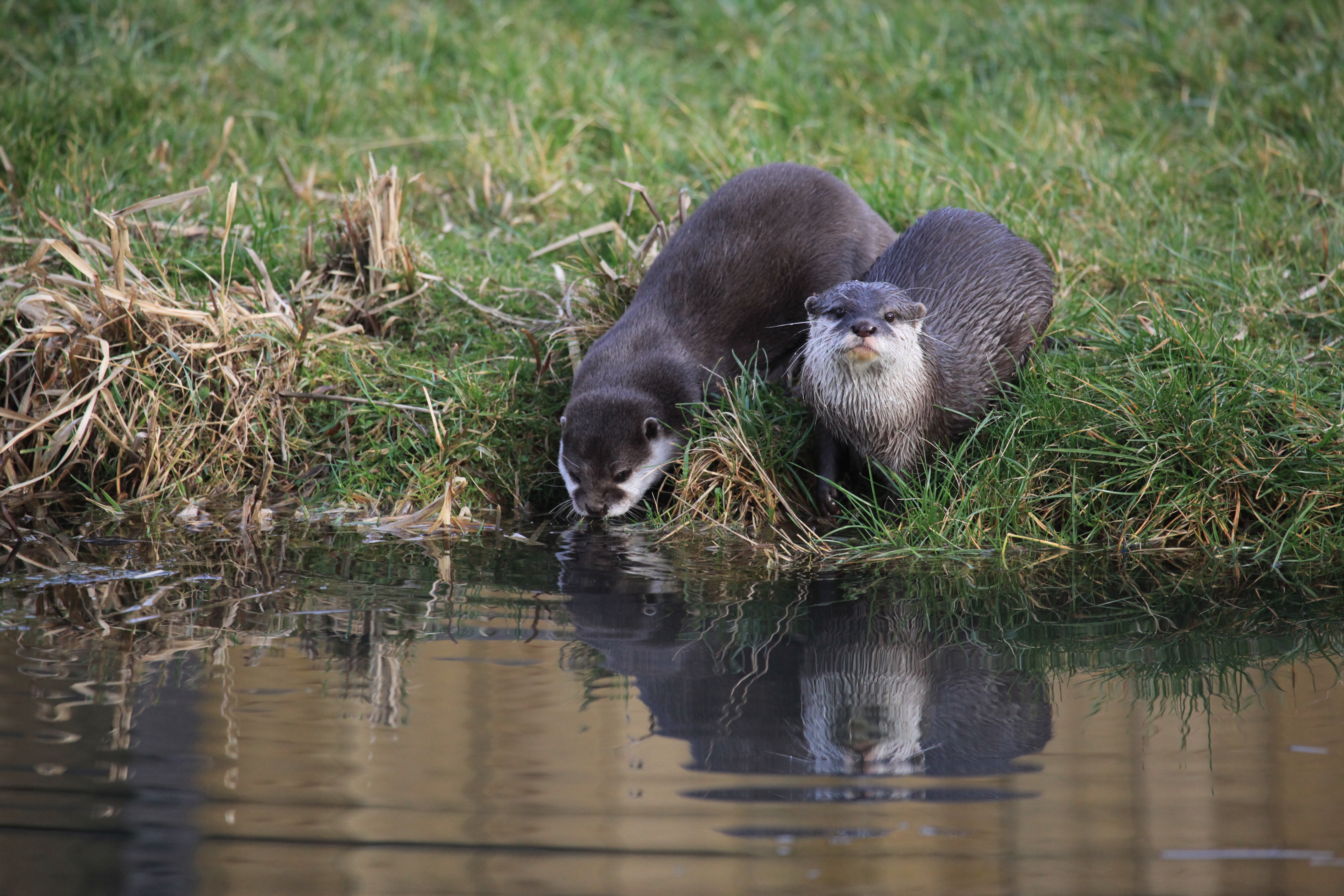 Where are Eurasian Otters in the UK?